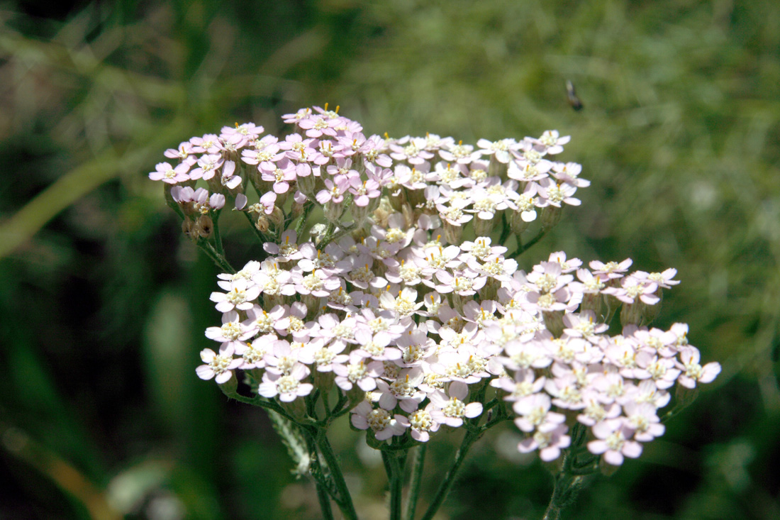 Image of Achillea millefolium specimen.