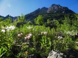 Aquilegia coerulea