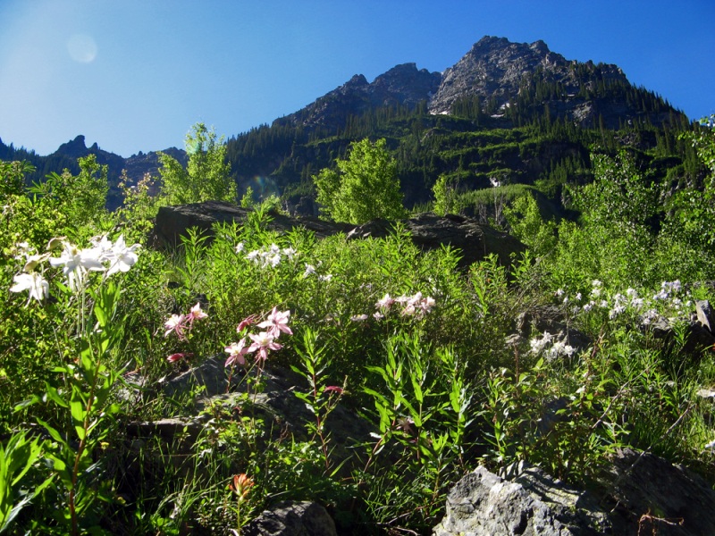 Image of Aquilegia coerulea specimen.