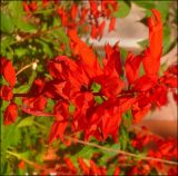 Salvia splendens. Соцветие. Краснодарский край, Черноморское побережье Кавказа, г. Новороссийск, Центральный округ, в озеленении. 22.12.2010.