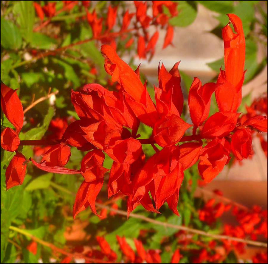 Image of Salvia splendens specimen.