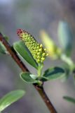 genus Salix