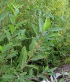 Salix myrsinifolia. Верхушки побегов. Окр. Архангельска, окраина свалки древесных отходов. 28.08.2011.