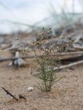 Spergula arvensis