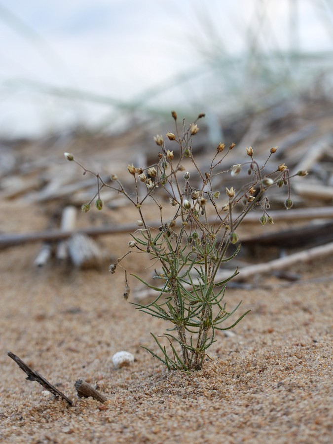 Изображение особи Spergula arvensis.