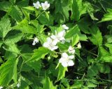 Rubus caesius