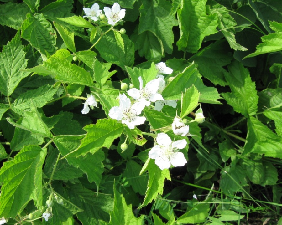 Изображение особи Rubus caesius.