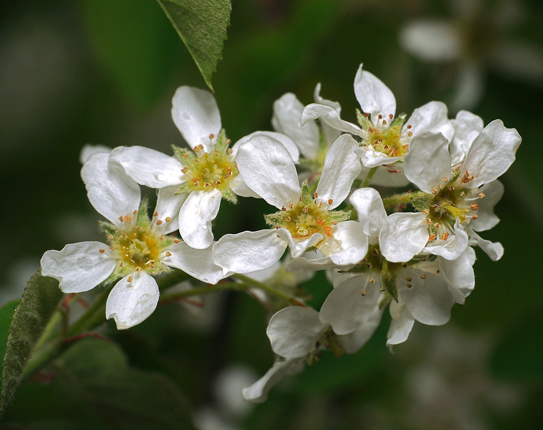 Image of Amelanchier spicata specimen.