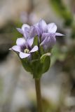 Gentianella turkestanorum. Соцветие. Южный Казахстан, Таласский Алатау, ущелье Коксай; высота 2600 м н.у.м. 20.07.2010.