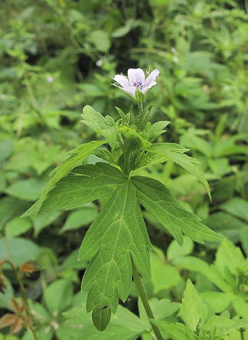 Изображение особи Geranium wilfordii.