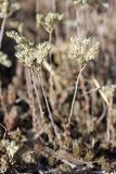 Sedum alberti. Цветущие растения. Южный Казахстан, Верхний Боролдай, ущ. Карасай, восточный гребень. 05.07.2011.