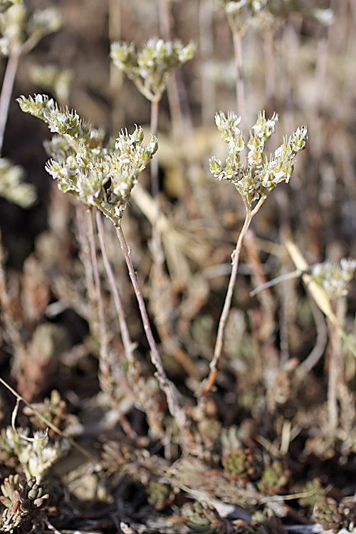 Image of Sedum alberti specimen.