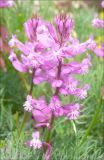 Polygala major