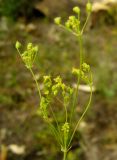 Galagania platypoda. Соцветие. Туркменистан, Копетдаг, Чули. Май 2011 г.