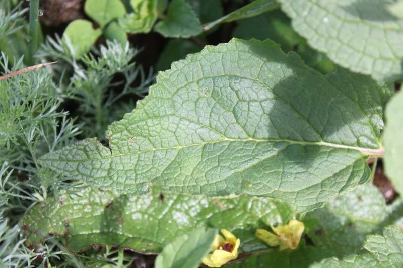 Изображение особи Verbascum nigrum.