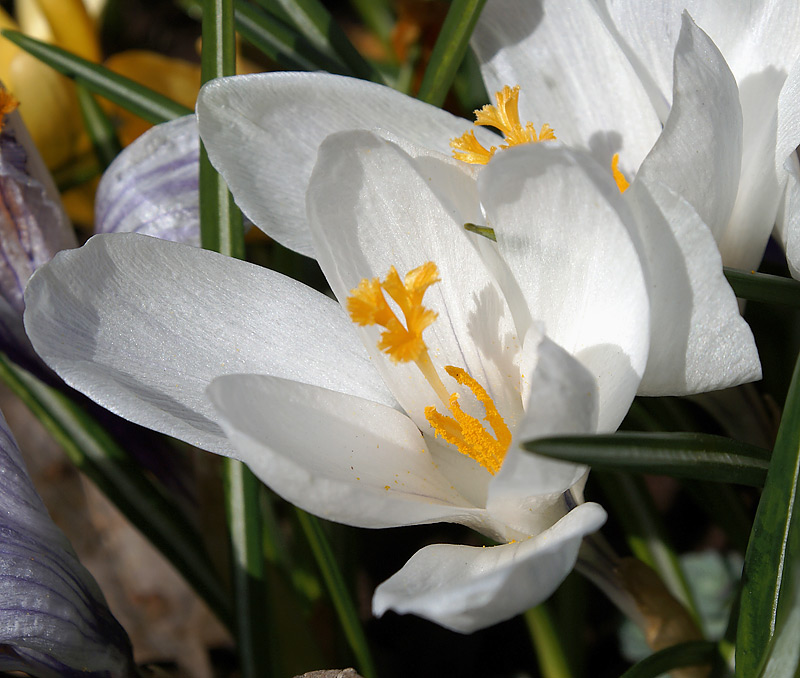 Изображение особи Crocus vernus.