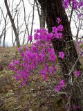 Rhododendron mucronulatum