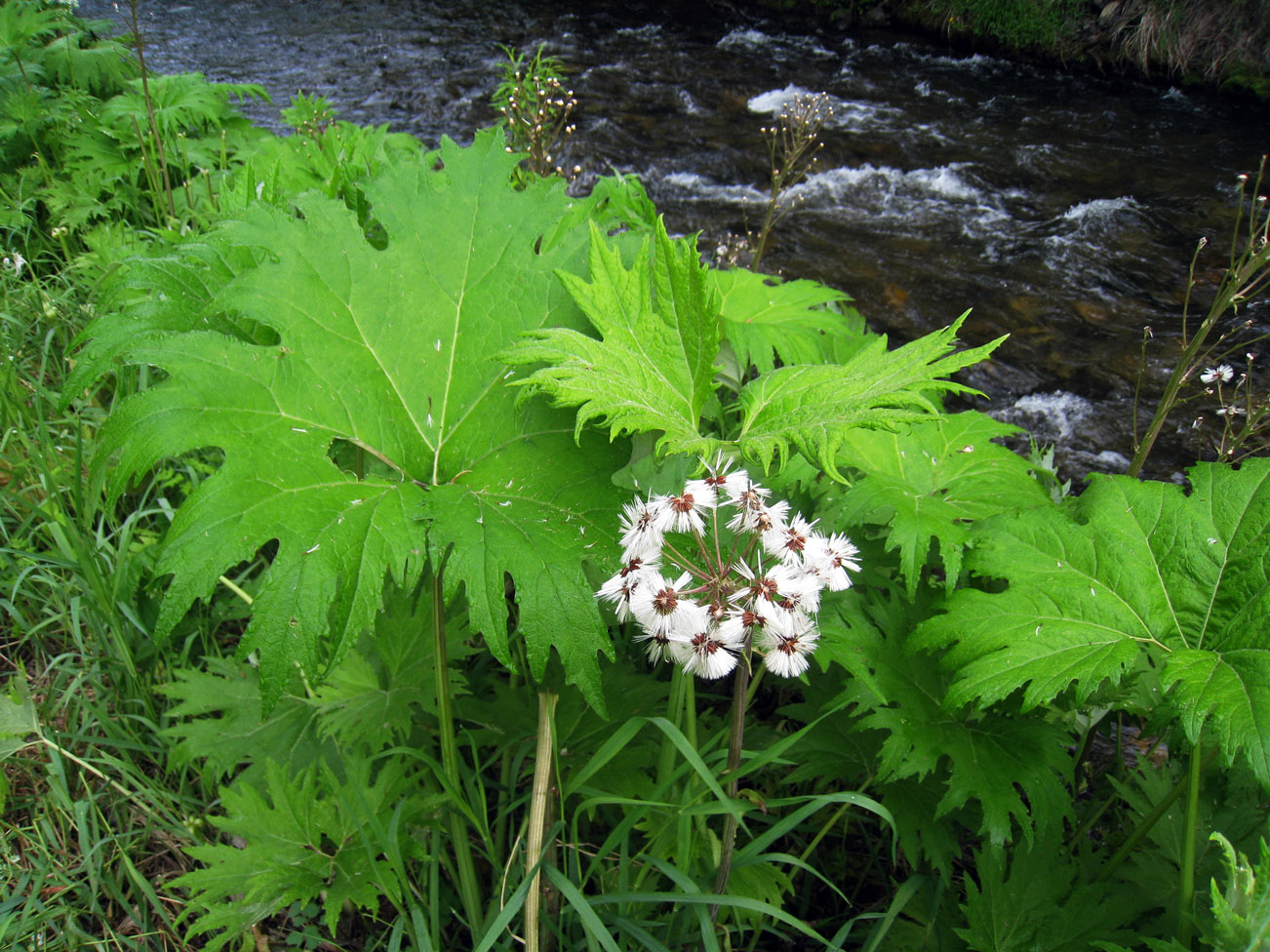 Image of Petasites tatewakianus specimen.