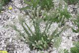 Lepidium campestre