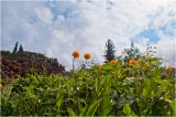 Trollius asiaticus