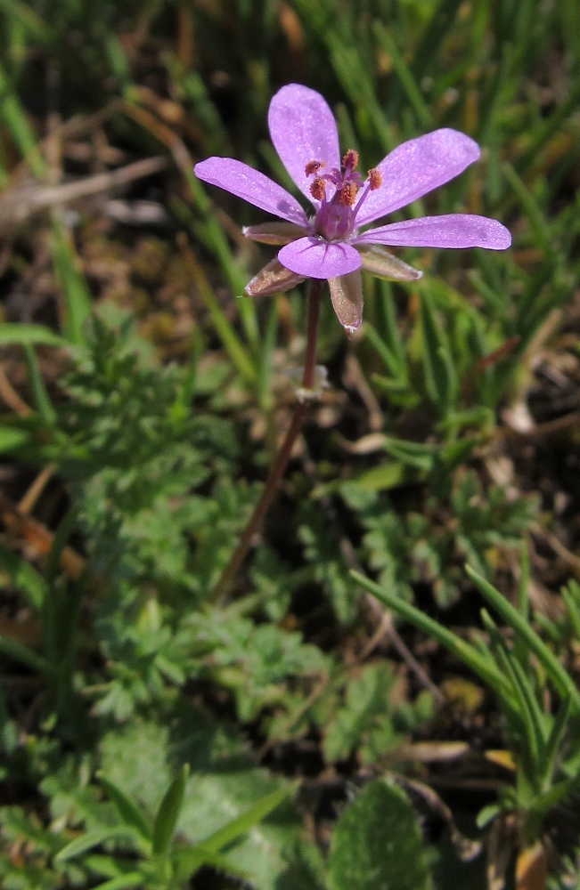 Image of Erodium cicutarium specimen.