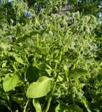 Borago officinalis