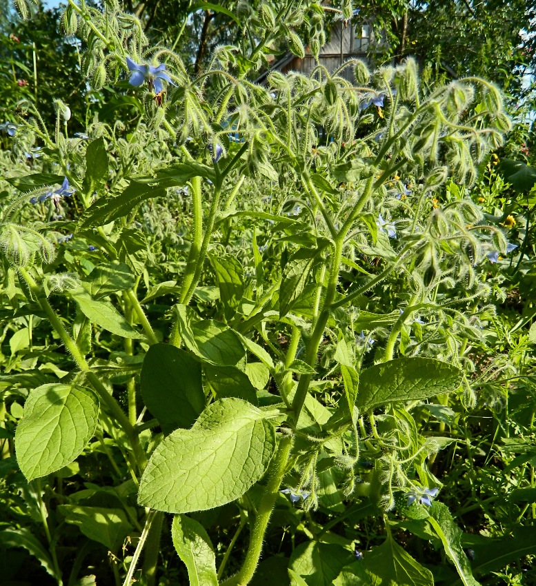 Image of Borago officinalis specimen.