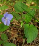 Viola canina. Цветок и лист. Татарстан, г. Бавлы, лес. 09.05.2012.