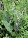 Salvia pratensis. Растение с распускающимися соцветиями. Московская обл., Зарайский р-н, долина р. Осетрик, на выходе известняка. 13.05.2012.