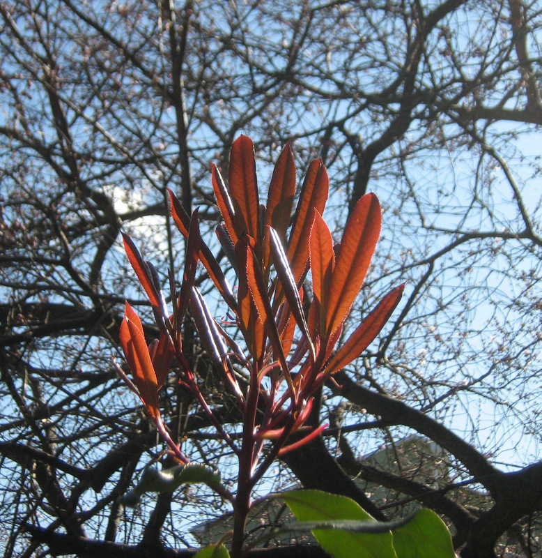 Image of Photinia serratifolia specimen.