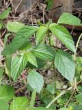 Acalypha australis