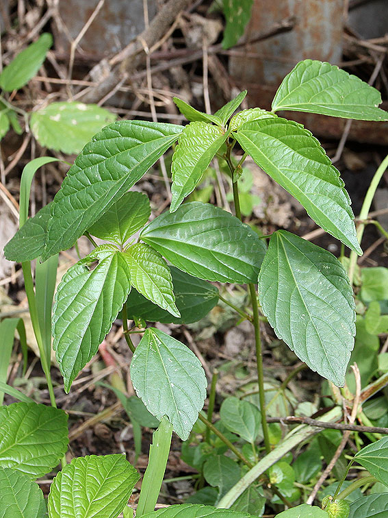 Изображение особи Acalypha australis.