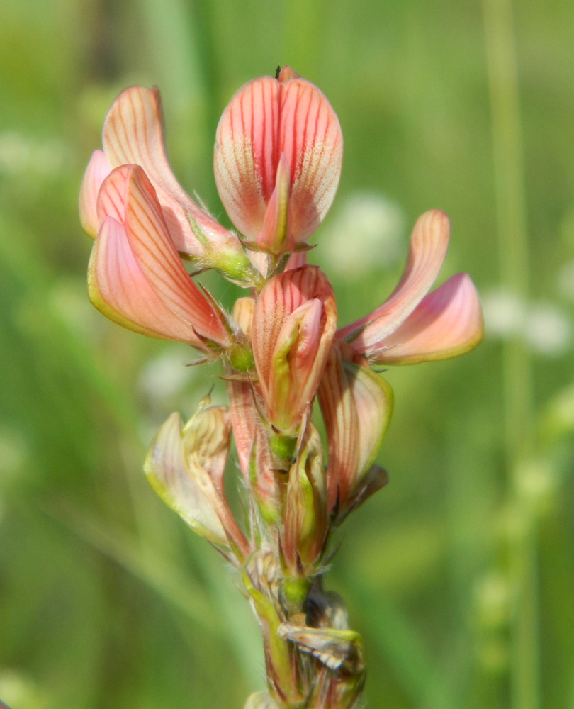 Изображение особи Onobrychis arenaria.