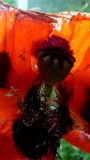 Papaver setiferum. Завязавшийся плод, окружённый остатками околоцветника и андроцея. Армения, гора Арагац, окр. замка Амберд. 22.06.2012.