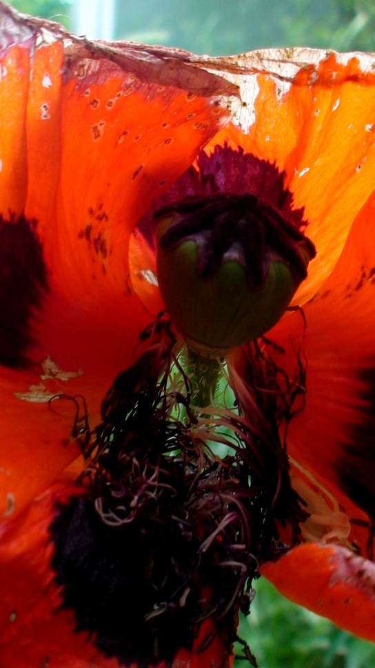 Image of Papaver setiferum specimen.