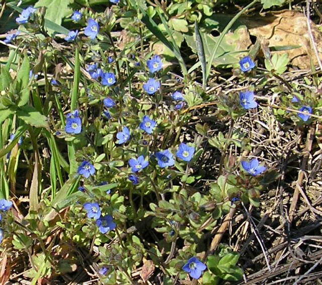 Изображение особи Veronica triphyllos.