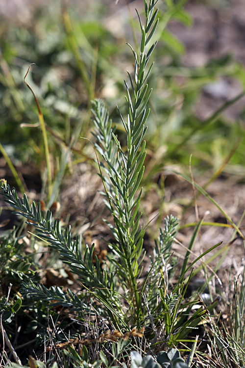 Image of Linum macrorhizum specimen.