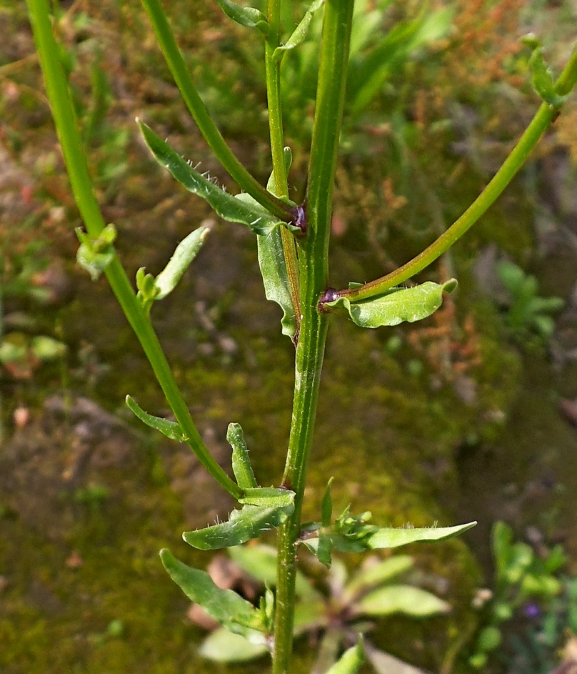 Image of Jasione montana specimen.