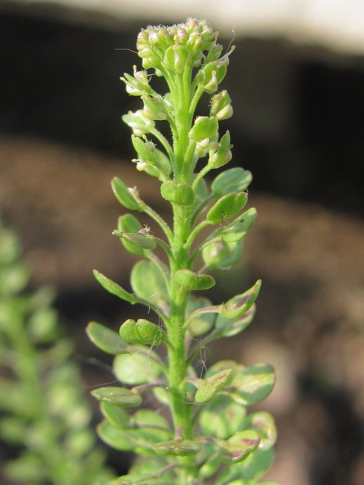 Изображение особи Lepidium densiflorum.