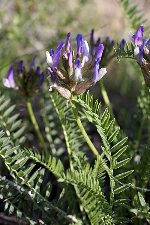 Изображение особи Astragalus masenderanus.
