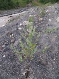 Axyris caucasica