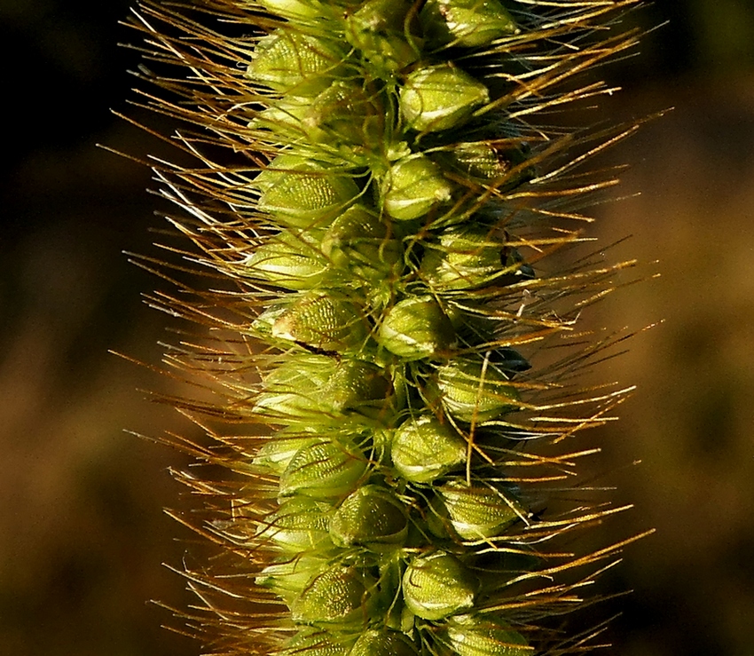 Image of Setaria pumila specimen.