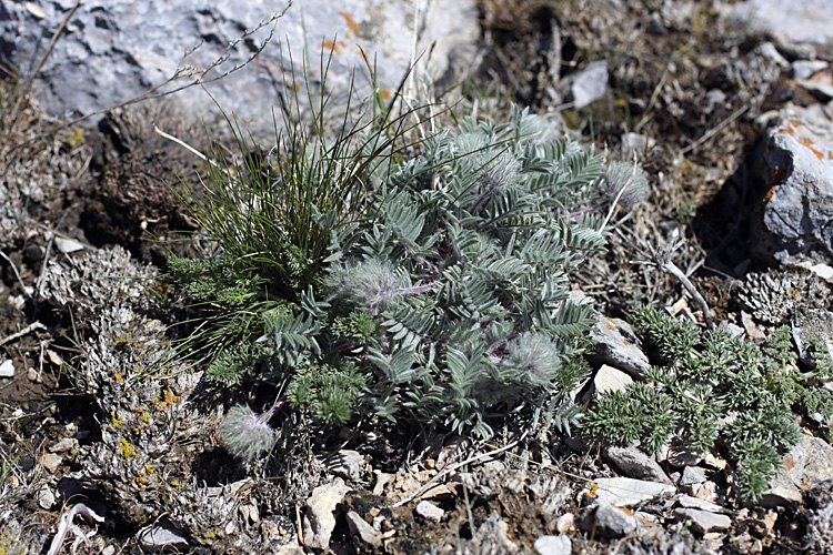 Image of Oxytropis trichocalycina specimen.