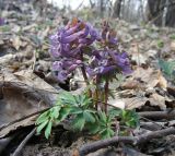 Corydalis solida. Цветущее растение. Курская обл., г. Железногорск, ур. Опажье. 14 апреля 2009 г.