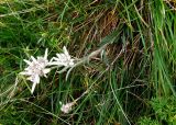 Leontopodium nivale subspecies alpinum. Плодоносящее растение. Испания, автономия Арагон, провинция Уэска, горный массив Пиренеи, долина Бухаруэло (Valle de Bujaruelo), верхняя часть хребта Себольяр, 1800 м н.у.м. 18 августа 2012 г.