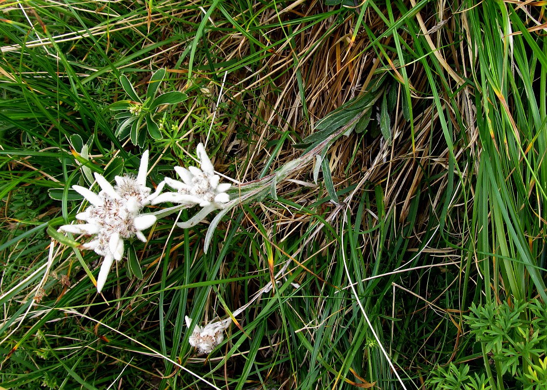 Image of Leontopodium nivale ssp. alpinum specimen.