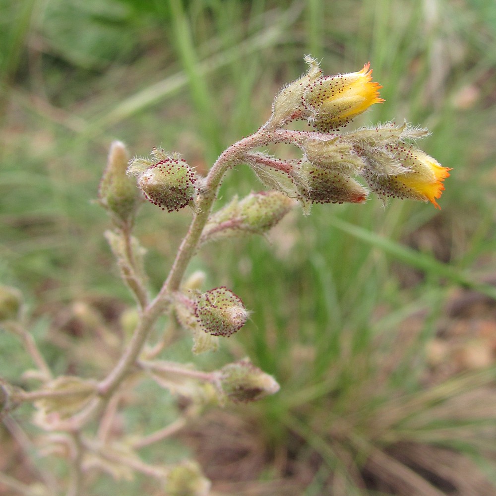 Image of Biebersteinia multifida specimen.