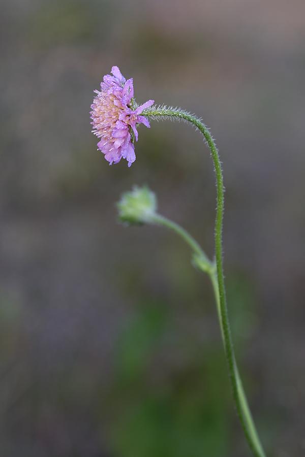 Изображение особи Knautia arvensis.