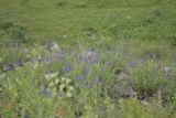 Scutellaria baicalensis