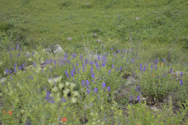 Изображение особи Scutellaria baicalensis.